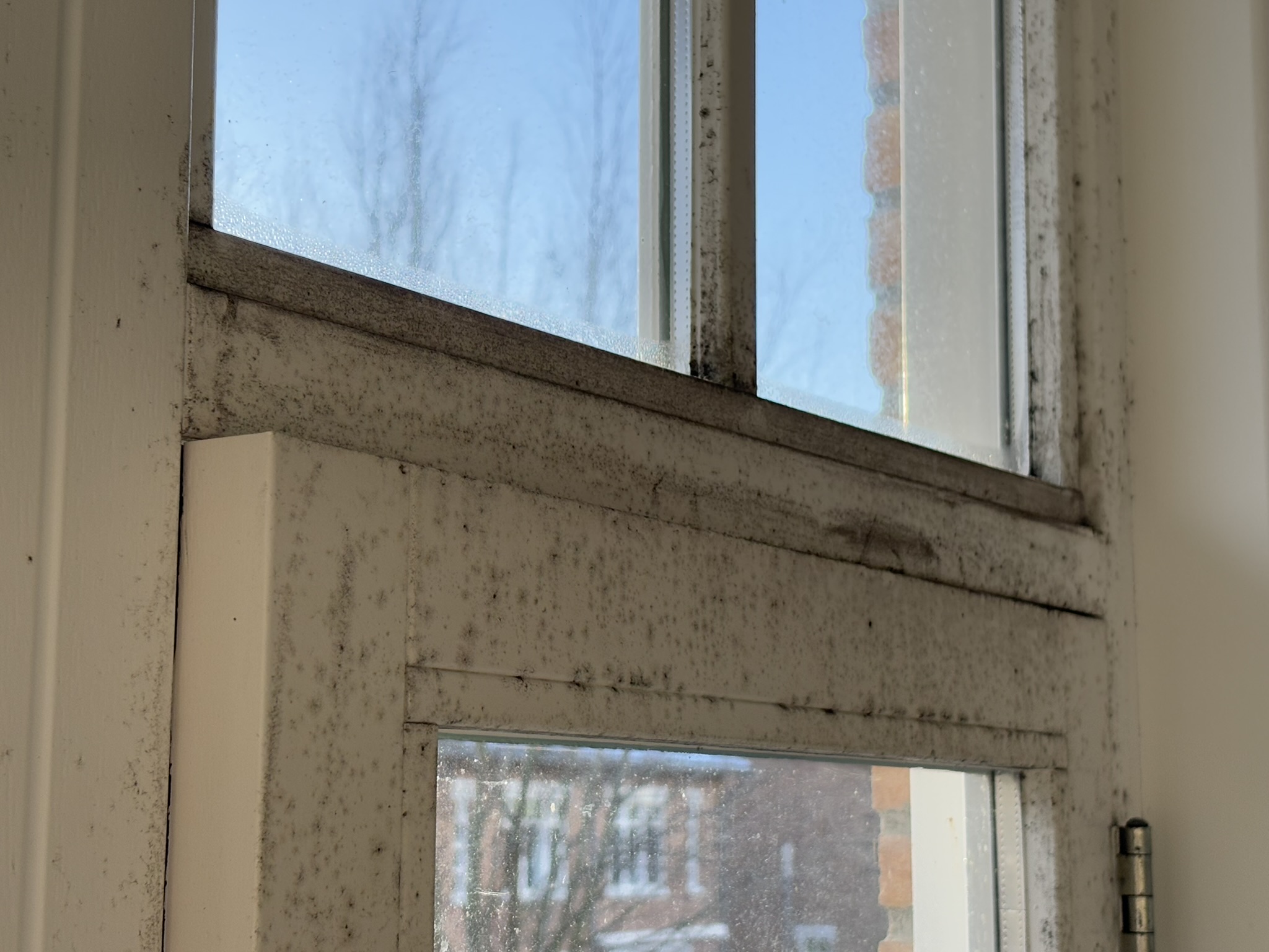 schimmels in huis